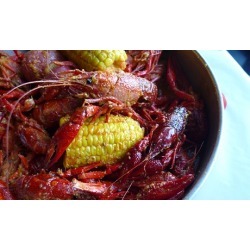 $14for $20Worth of Shellfish and Seafood at Chasin' Tails Cajun Seafood & Bar