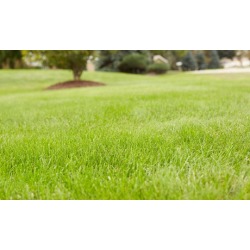 Broadleaf Weed-Control Treatment with Optional Fertilizer Treatment from Weed Man (Up to 60%Off)