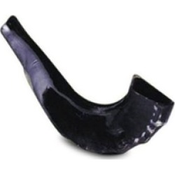 Rite Lite SH-B Medium Shofar for Jewish New Year Supplies