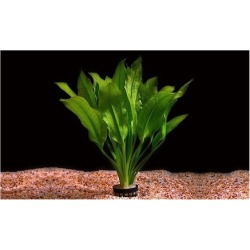 Amazon Sword Pot Echinodorus Bleheri Easy Live Aquarium Plants
