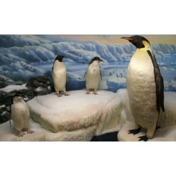General Admission for Two or Four to the International Wildlife Museum (Up to 38% Off)