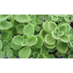 $90 for $300 Worth of Services - World Tree Natural Medicine