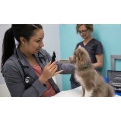 Annual Rabies Vaccine with Wellness Visit for One or Two Pets at WellHaven Pet Health (Up to 54% Off)