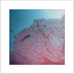 By the Seaside IV Framed Print Frame Colour: White, Size: Medium Square