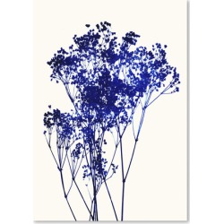 Babys Breath 1 Printed Wall Art Frame / Size: Unframed Paper Print / 60 x 42cm