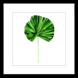 Flora and Fauna II Framed Print Frame Colour: Black, Size: XL (110x110cm)