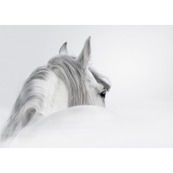 Rider Horse Canvas Print