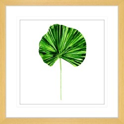 Flora and Fauna II Framed Print Frame Colour: Oak, Size: Large Square