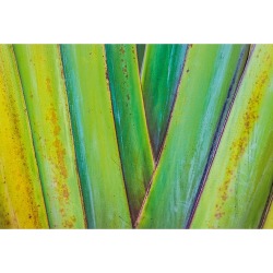 Expressive Canvas Wall Art Size / Frame: 75 x 50cm / Unframed