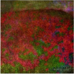 Giclee Painting: Vest's Poppy, 12x16in. found on Bargain Bro from Allposters.com for USD $25.08
