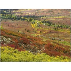 Art Print: Fitzharris' Autumn tundra with boreal forest, Tombstone Ter