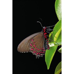 Photographic Print: Parides Photinus (Pink-Spotted Cattleheart) by Paul Starosta: 24x16in found on Bargain Bro from Art.com for USD $19.00