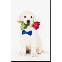 Stretched Canvas Print: Golden Retriever Puppy & Rose: 37x24in found on Bargain Bro Philippines from Art.com for $195.00