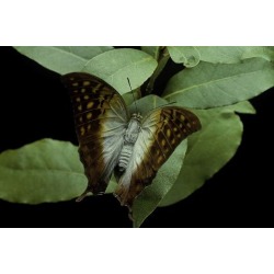 Photographic Print: Charaxes Varanes (Pearl Emperor, Pearl Charaxes) by Paul Starosta: 24x16in found on Bargain Bro from Art.com for USD $19.00