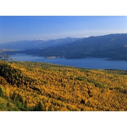 Photographic Print: Autumn Larch Trees over Hungry Horse Reservoir, Swan Mts, Hungry Horse Montana, USA by Chuck Haney: 24x18in found on Bargain Bro from Art.com for USD $19.00