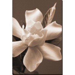 Stretched Canvas Print: Magnolia in Sepia by Christine Zalewski: 54x36in found on Bargain Bro from Art.com for USD $209.00