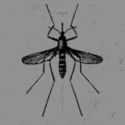 Mosquito Control
