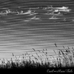 Mares Tails