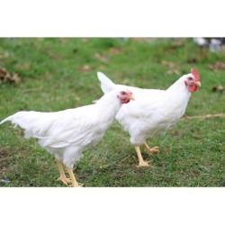 White Plymouth Rock Chickens; Sold in Quantities of 10