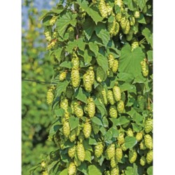 DeGroot Hops Nugget; 1 Plant