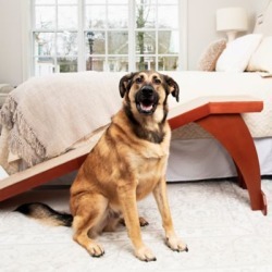 PetSafe Bedside Ramp Wood