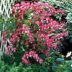 Van Zyverden Bleeding Hearts; Set of 5 Roots