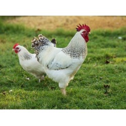 Delaware Chickens; Sold in Quantities of 10