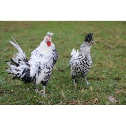 Appenzeller Spitzhauben Chickens; Sold in Quantities of 10