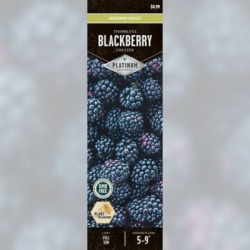 DeGroot Blackberry Chester; 1 Plant