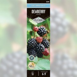 DeGroot Dewberry Austin; 1 Plant