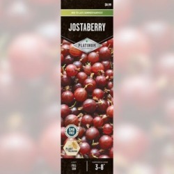 DeGroot Jostaberry; 1 Plant