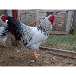 Hoover's Hatchery Columbian Wyandotte Chickens, 10 Count Baby Chicks