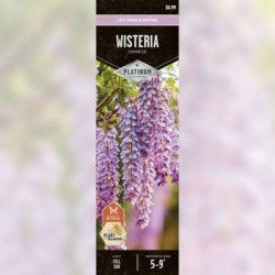 DeGroot Vine Wisteria; 1 Plant