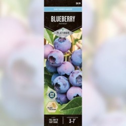 DeGroot Blueberry Patriot; 1 Plant
