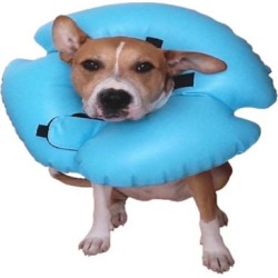 Remedy + Recovery Stay Rite Xtra Strong Inflatable Recovery Dog Collar; Blue; Medium; 47503-5