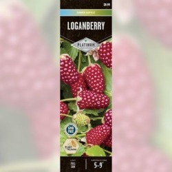 DeGroot Loganberry; 1 Plant