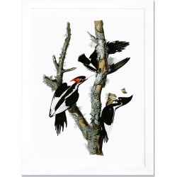Icanvas 'Ivory Billed Woodpecker' Framed Fine Art Print