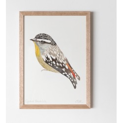 Pardalote Watercolour Fine Art Print