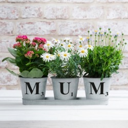 Personalised Zinc Buckets in a Tray (Set of Three)