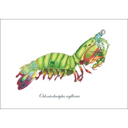Wilful Ink - Peacock Mantis Shrimp Art Print