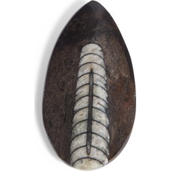 YiY - Fossil Squid Token For Yiy Bag