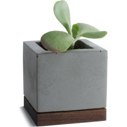 KOMOLAB - Succulent Planter Concrete With Walnut Base