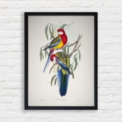 Eastern Rosella Print