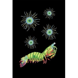 Wilful Ink - Peacock Mantis Shrimp Tea Towel