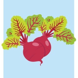 Annette Zuozo Designs - Beets Illustration