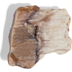 YiY - Petrified Wood Token For Yiy Bag