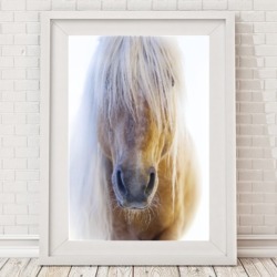 Palomino Horse Print