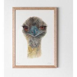 Emu Watercolour Fine Art Print