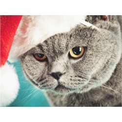Gray cat christmas - Christmas cat -kitten cat