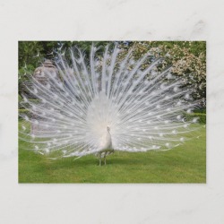 Albino Peacock Displays Feathers Postcard found on Bargain Bro Philippines from Zazzle for $1.20